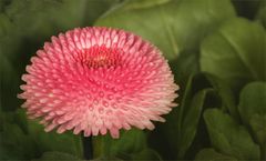 Bellis perennis...