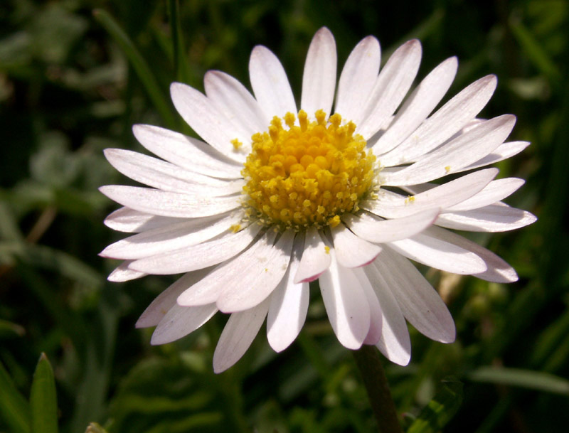 Bellis perennis