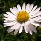 Bellis perennis