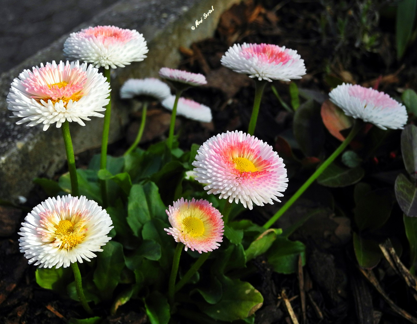 Bellis perennis