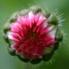 Bellis perennis