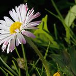 Bellis perennis