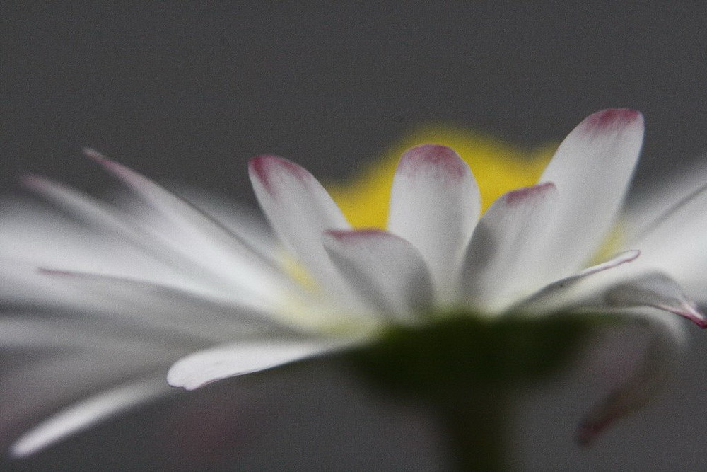 Bellis perennis, fiore che arrossisce ...