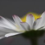 Bellis perennis, fiore che arrossisce ...