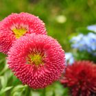 Bellis perennis  (Gänseblümchen)