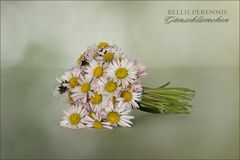 Bellis perennis - Gänseblümchen..