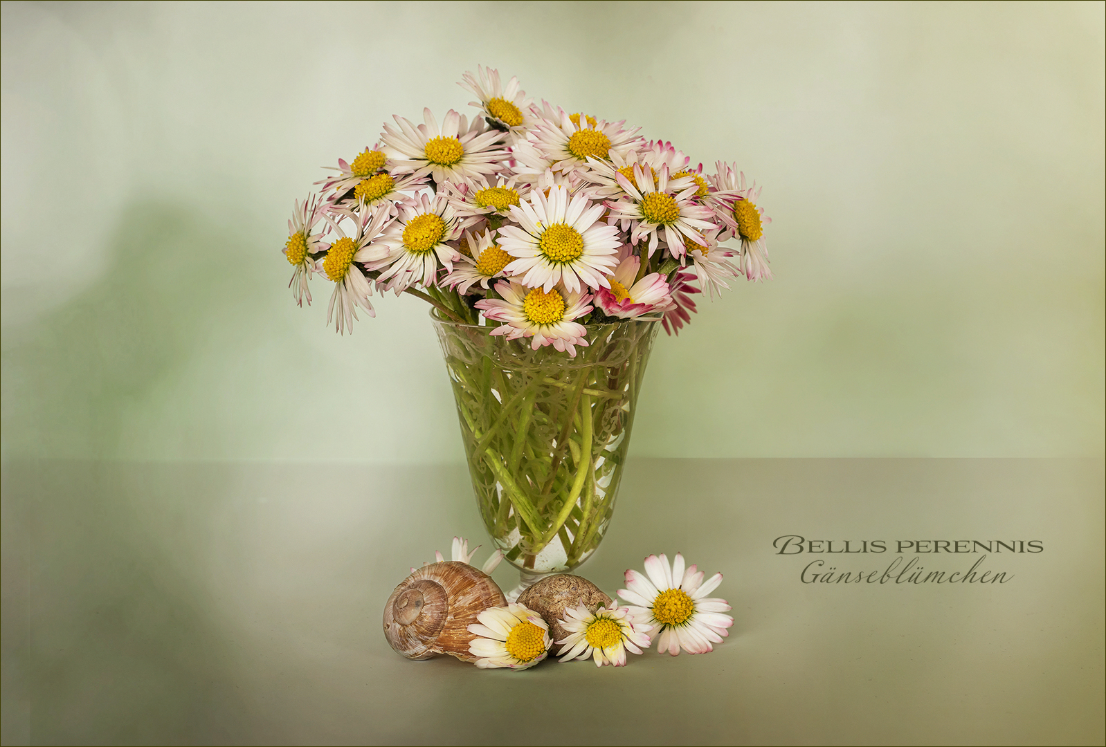 Bellis perennis - Gänseblümchen...