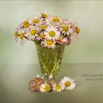 Bellis perennis - Gänseblümchen...