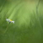 Bellis perennis Gänseblümchen