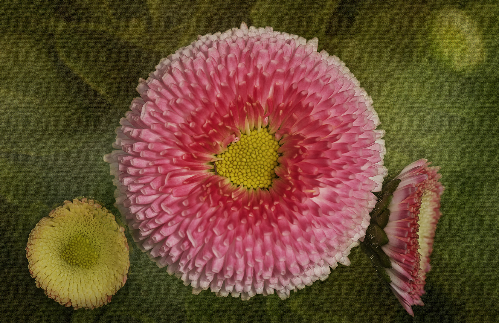 Bellis perennis - Gänseblümchen - Tausendschön...