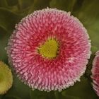 Bellis perennis - Gänseblümchen - Tausendschön...