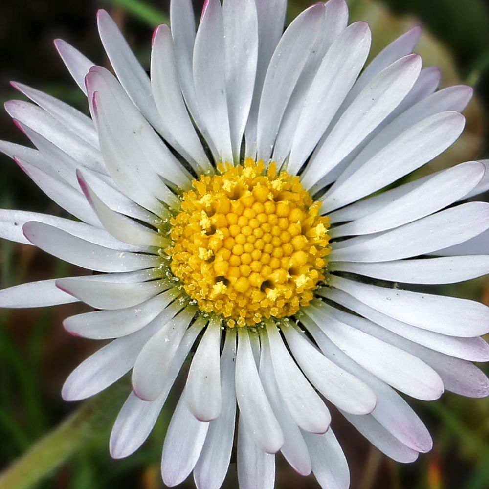 Bellis perennis – Heilpflanze des Jahres 2017