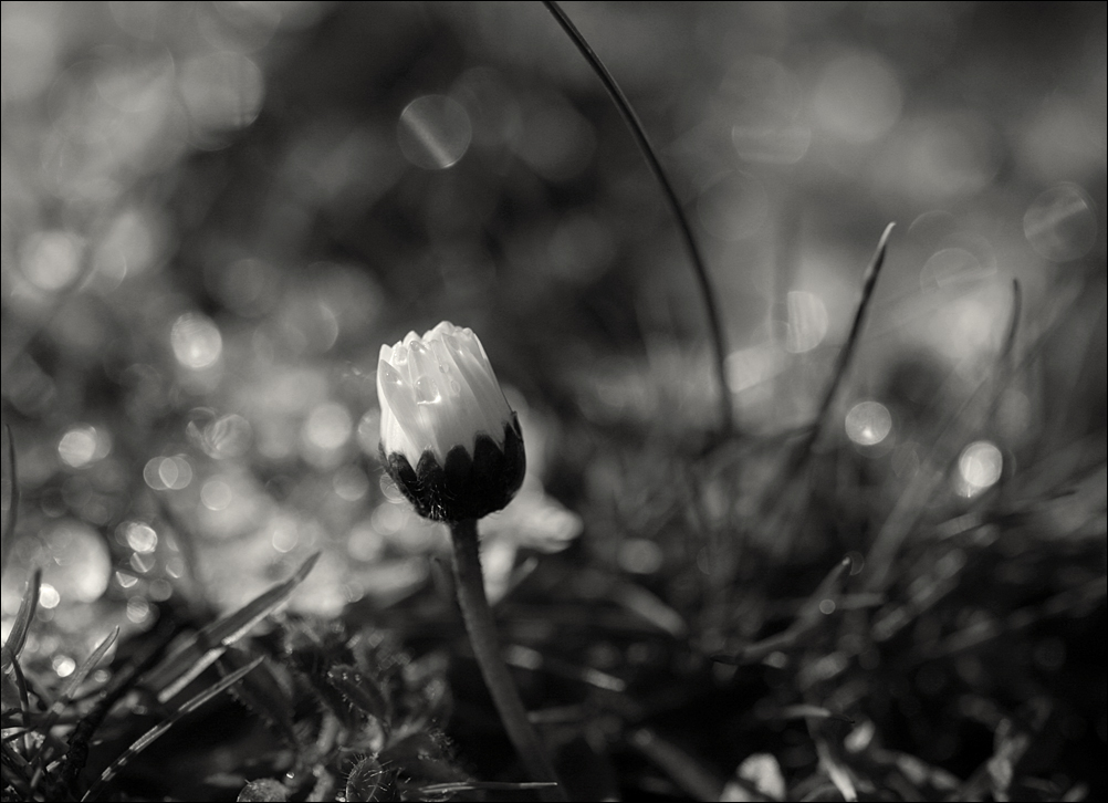 Bellis perennis - mit hagel