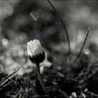 Bellis perennis - mit hagel