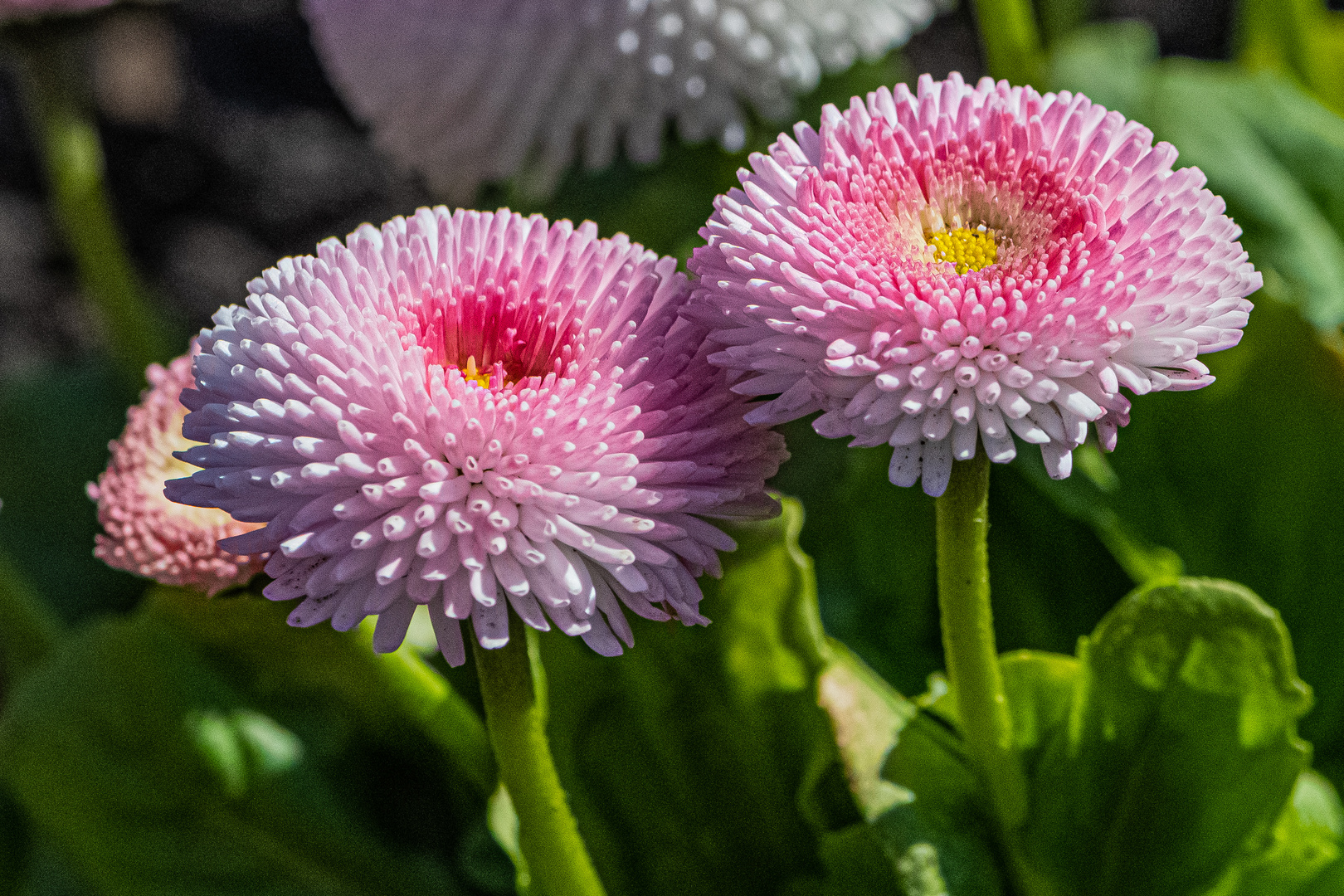 Bellis perennis oder Foto & Bild pflanzen, pilze & flechten, blüten