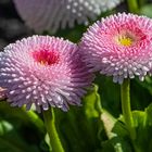 Bellis perennis oder-