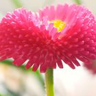 Bellis perennis (rot)