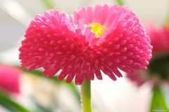 Bellis perennis (rot)