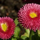 Bellis perennis 'Tasso', Gänseblümchen, Daisies