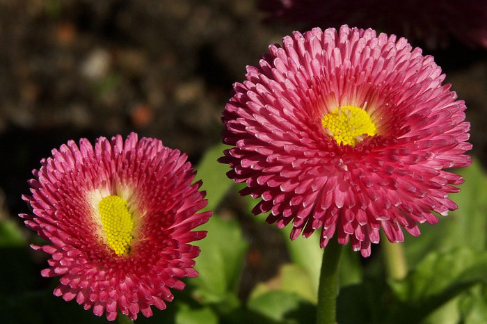 Bellis perennis 'Tasso', Gänseblümchen, Daisies