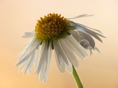 Bellis perennis3