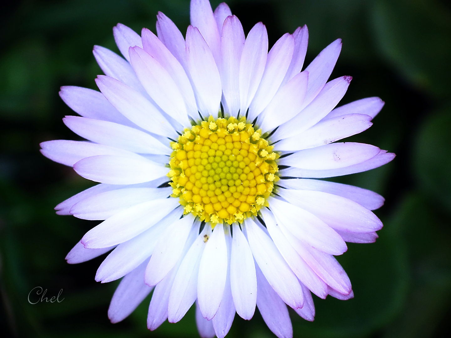 Bellis perennis(magarita)