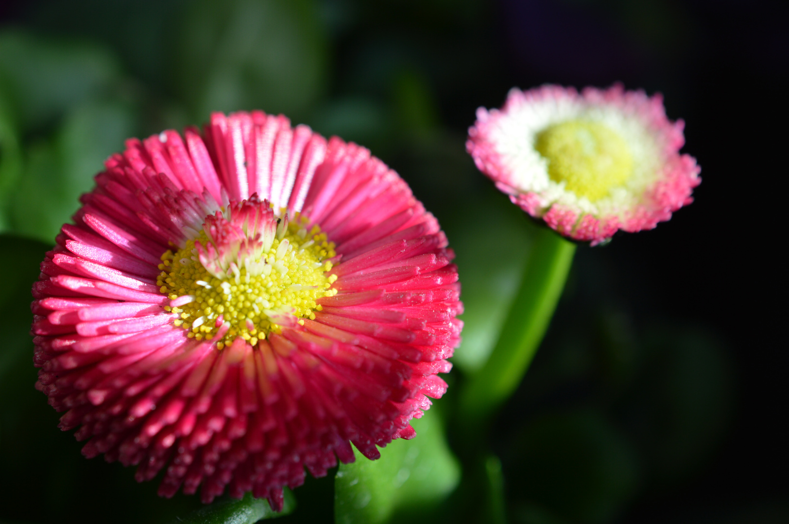 Bellis - questa bellissima