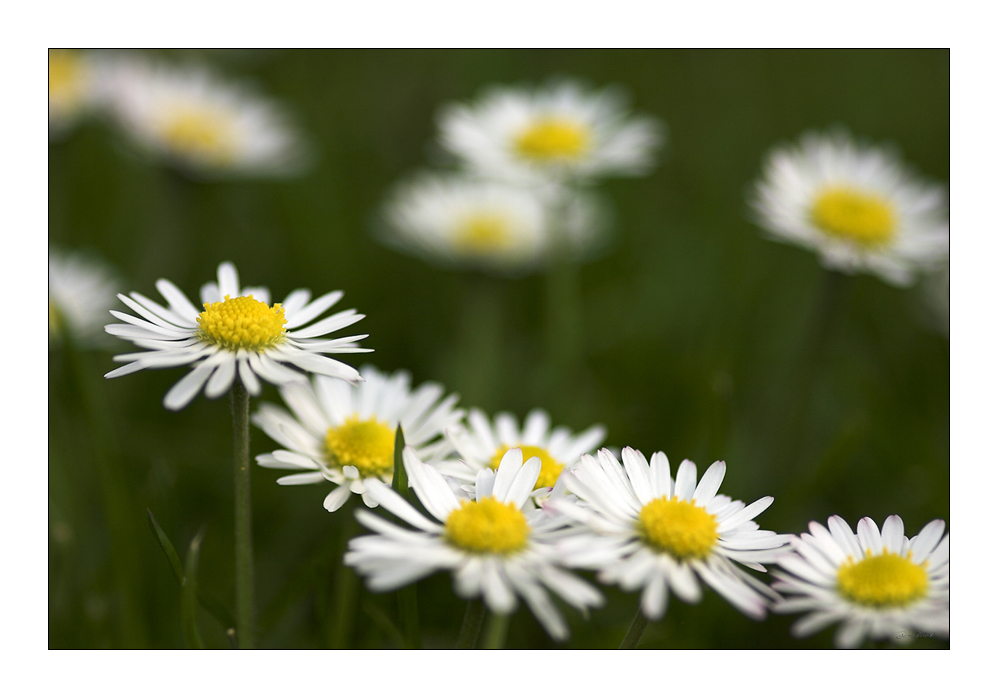 Bellis-Reihe ;-)