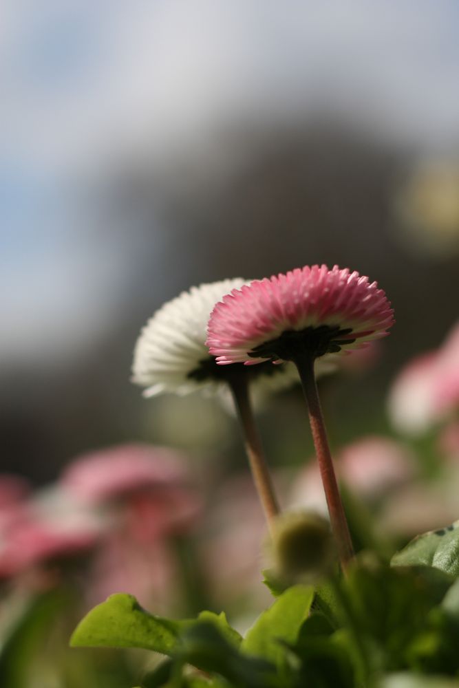 Bellis sind von unten auch sehr hübsch