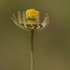 Bellis sylvestris