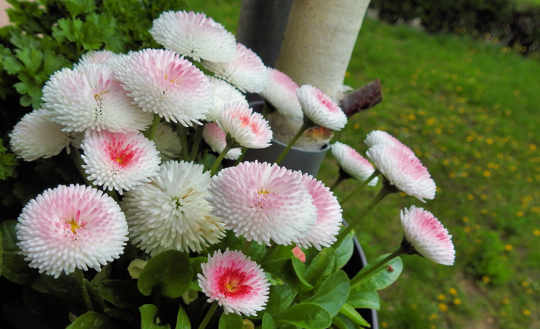 Bellis, Tausendschön