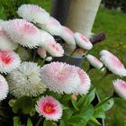 Bellis, Tausendschön