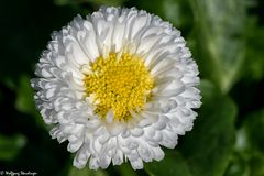 Bellis weiß (2)