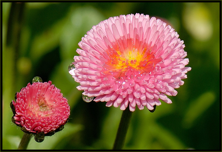 Bellisblüten mit Morgentau