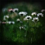 []...bellis.perennis...[]