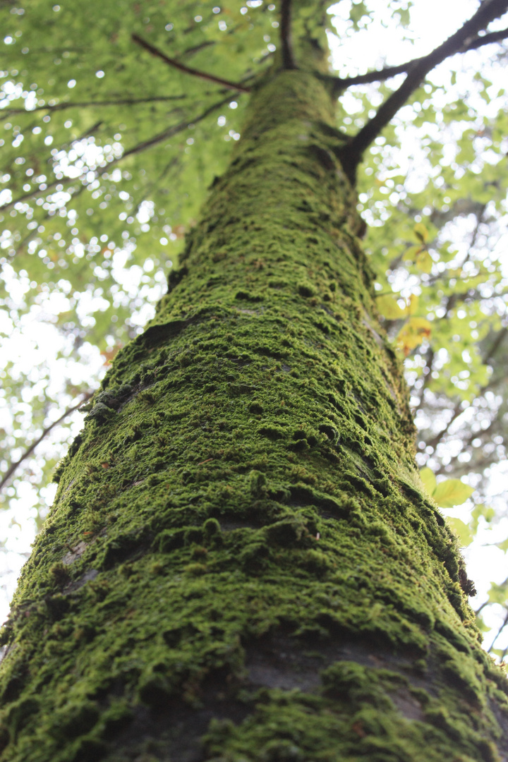 bellissimo albero