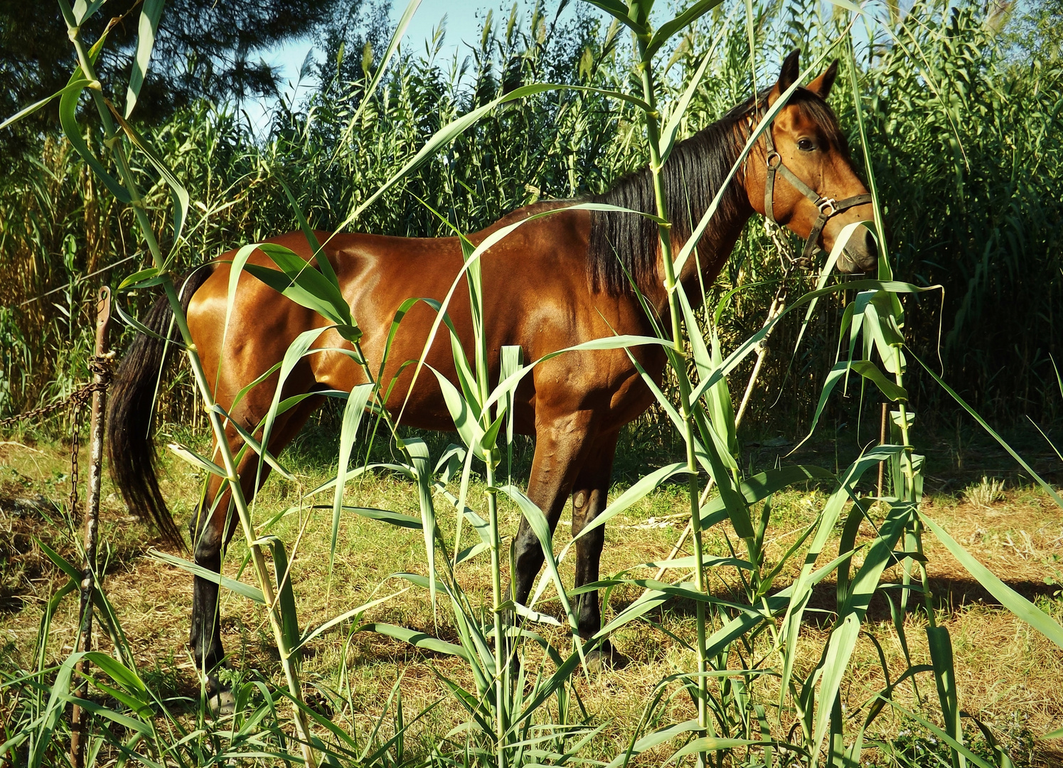 Bellissimo Cavallo