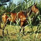 Bellissimo Cavallo