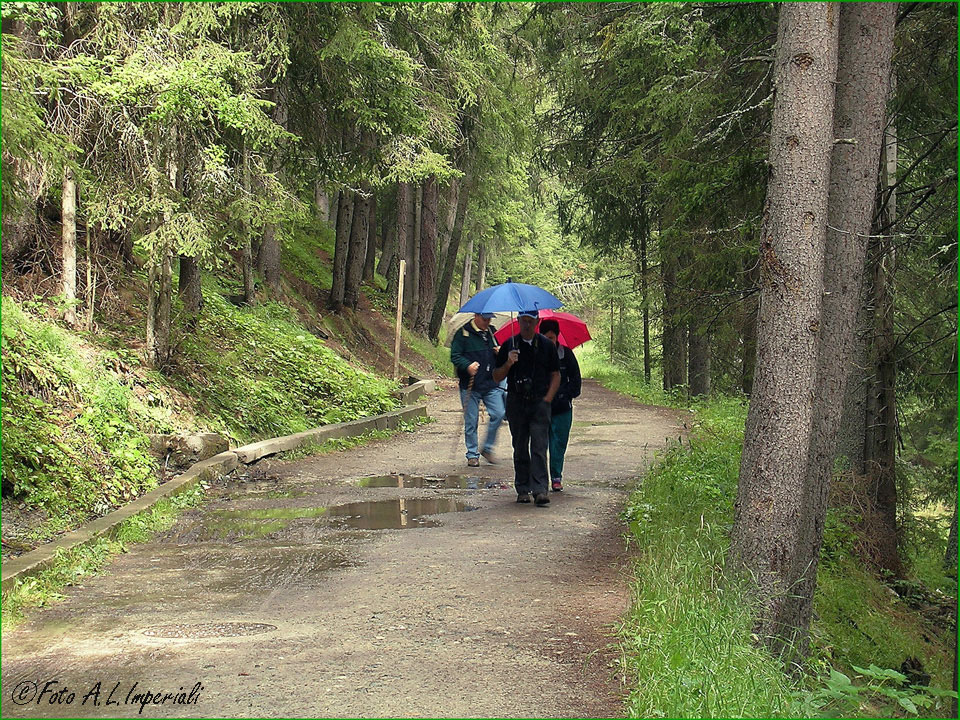 - Bello andar per boschi -