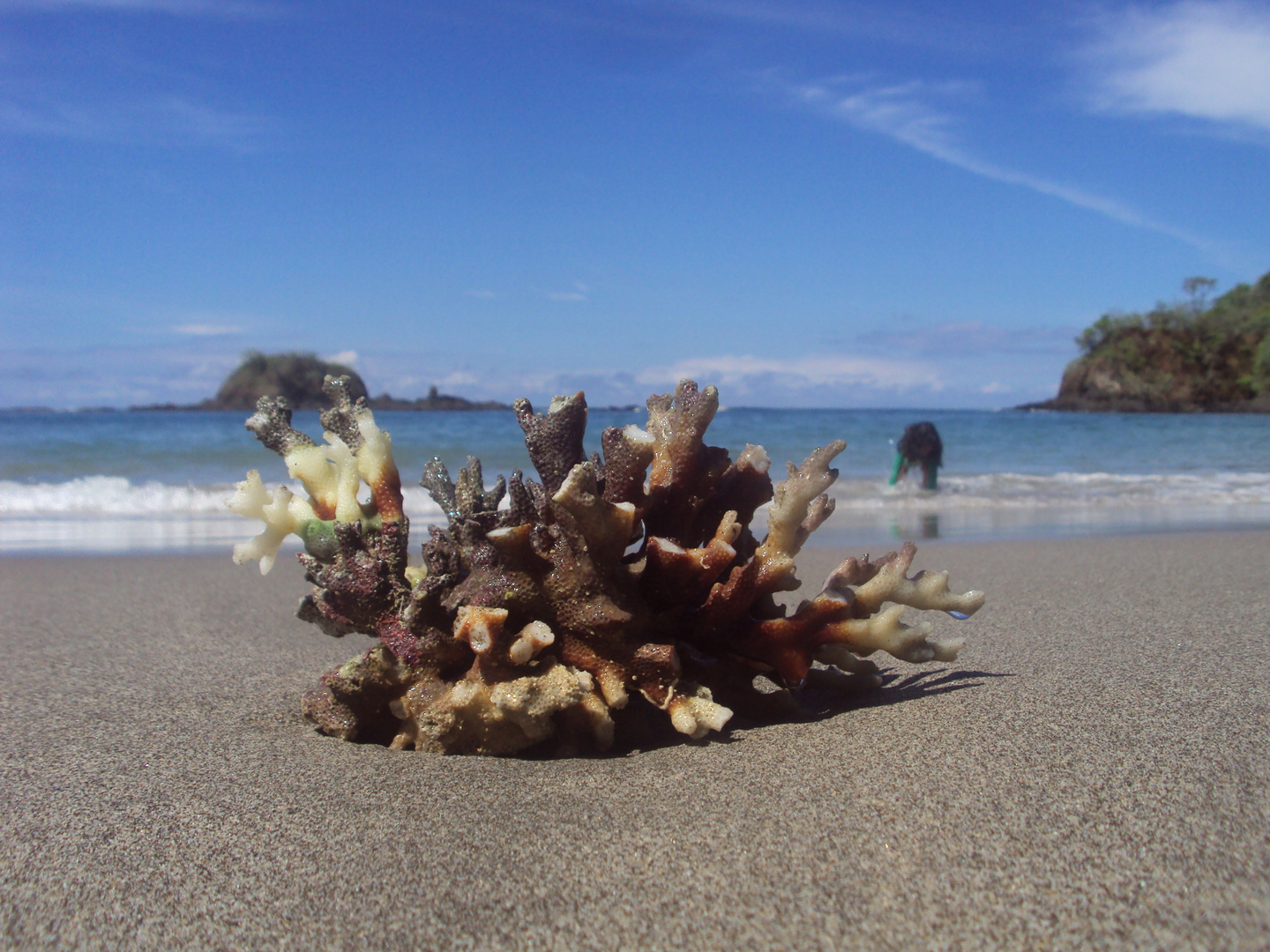 Bello coral del pacifico