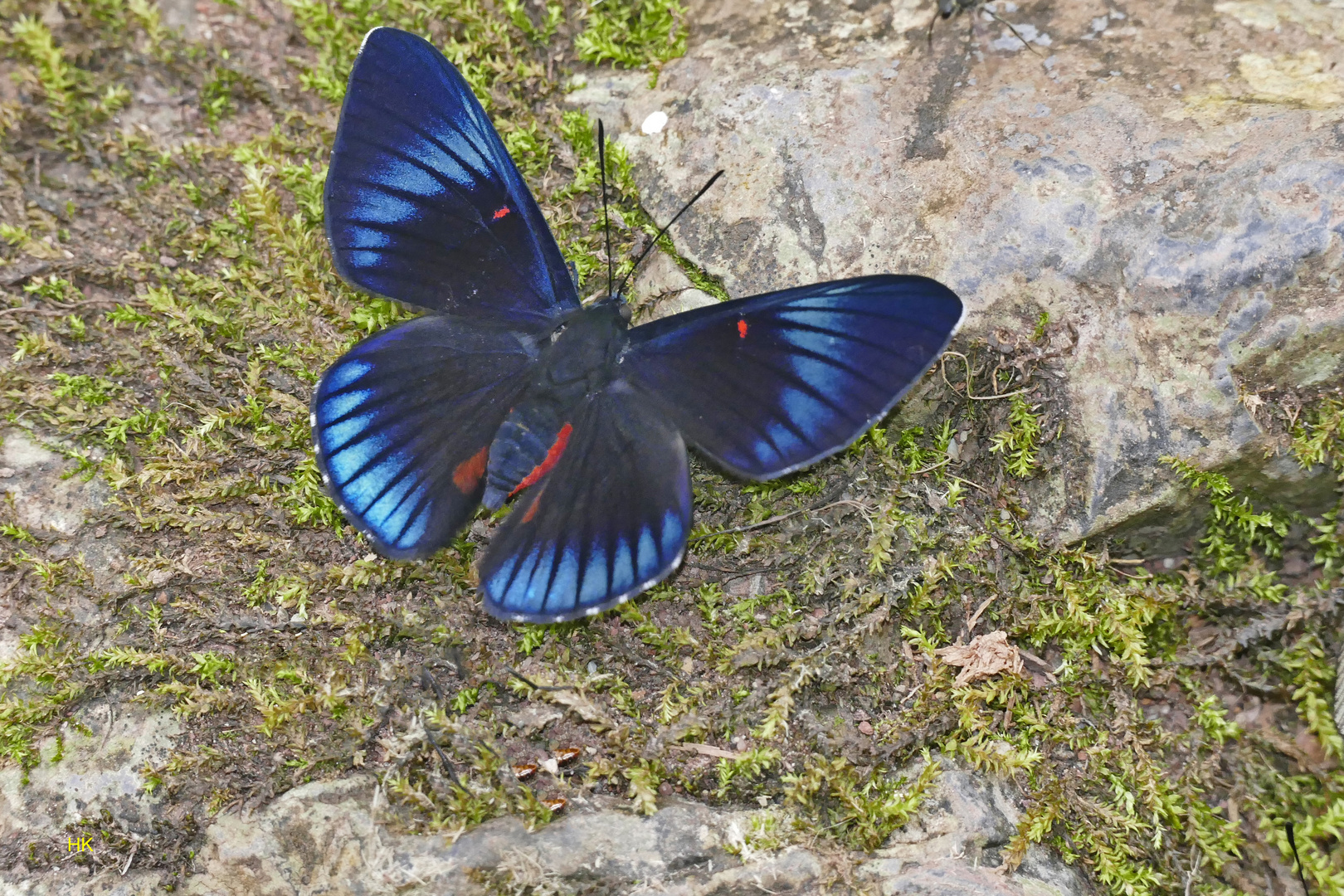 Bellona Metalmark, Necyria bellona ?????? 