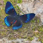 Bellona Metalmark, Necyria bellona ?????? 