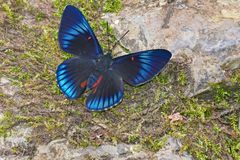 Bellona Metalmark, Necyria bellona ?????? 