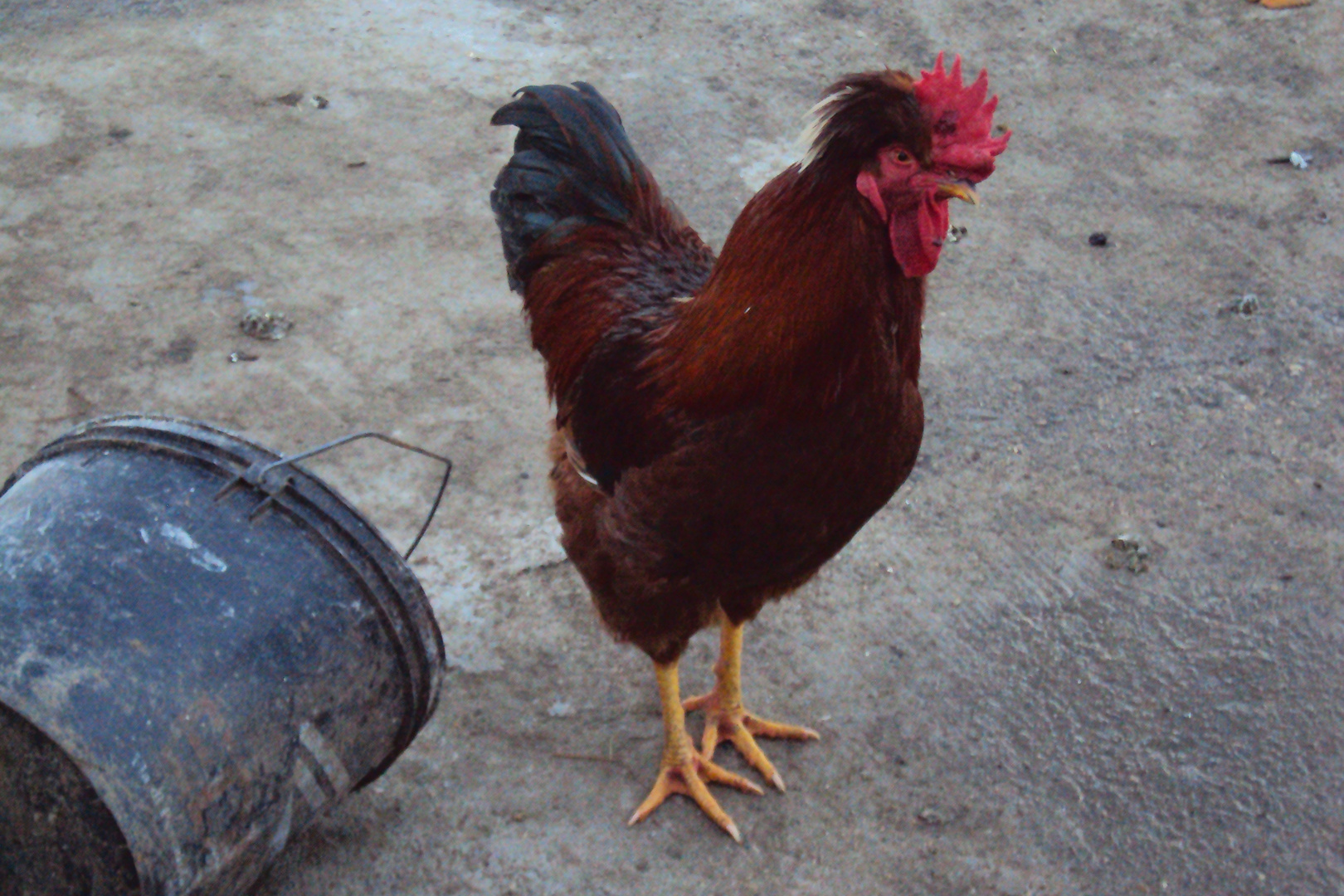 'Bellone' il gallo