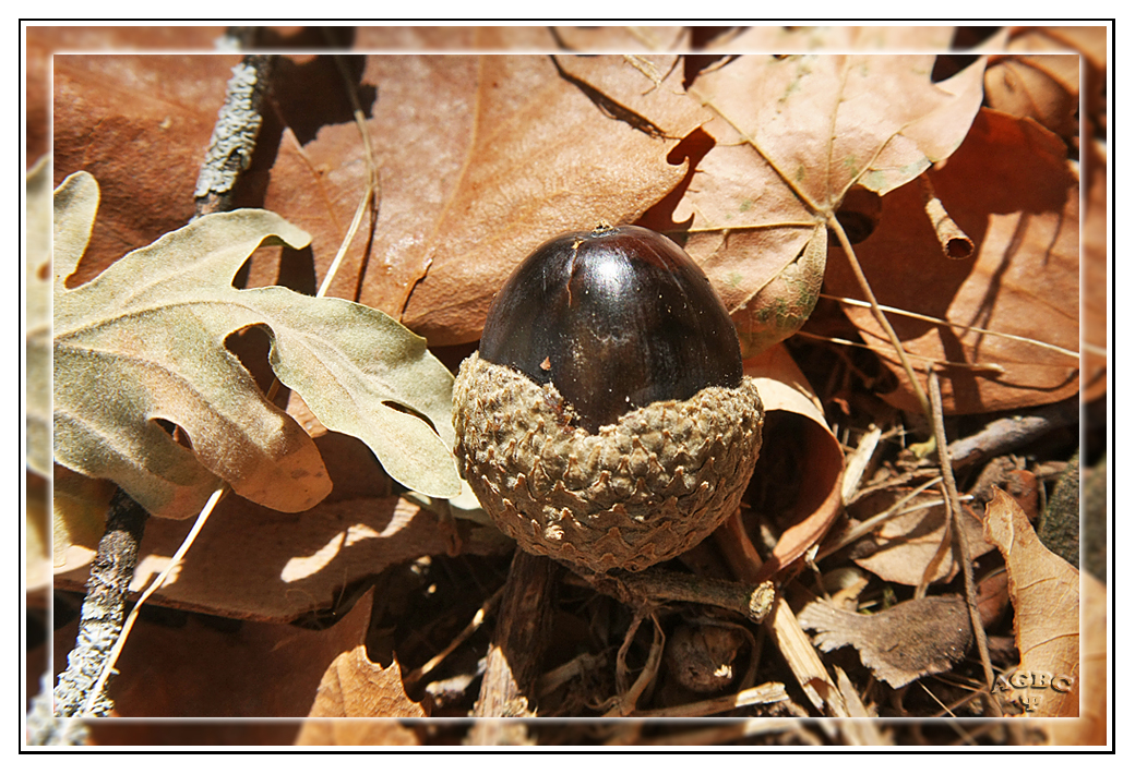 Bellota de Roble sobre hojarasca