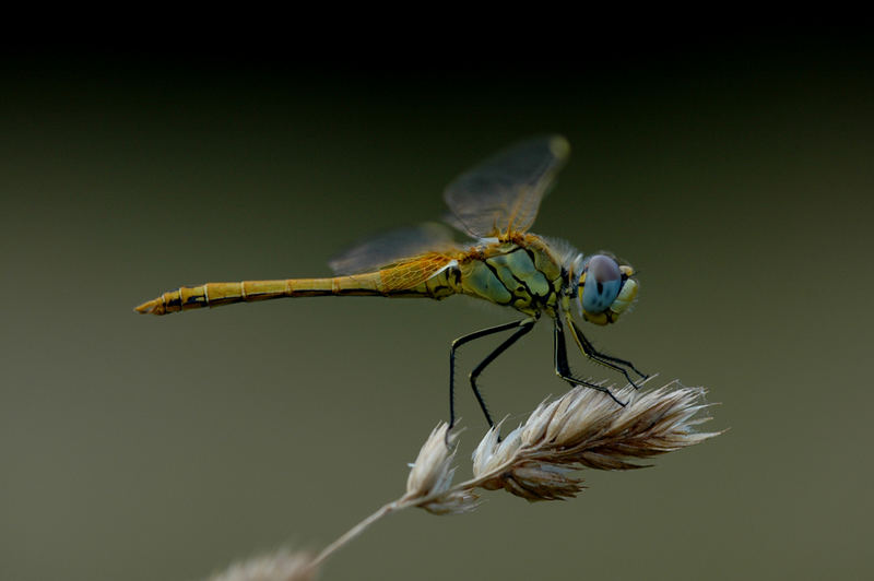 Bellula