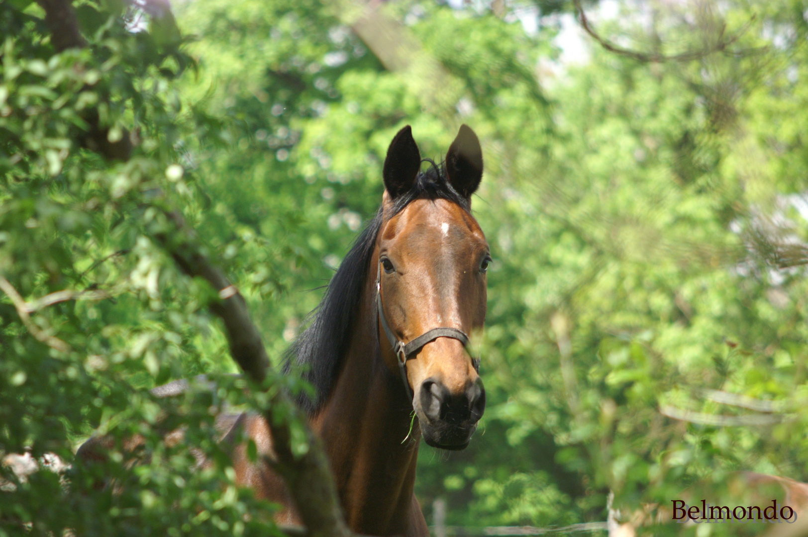 Belmondo