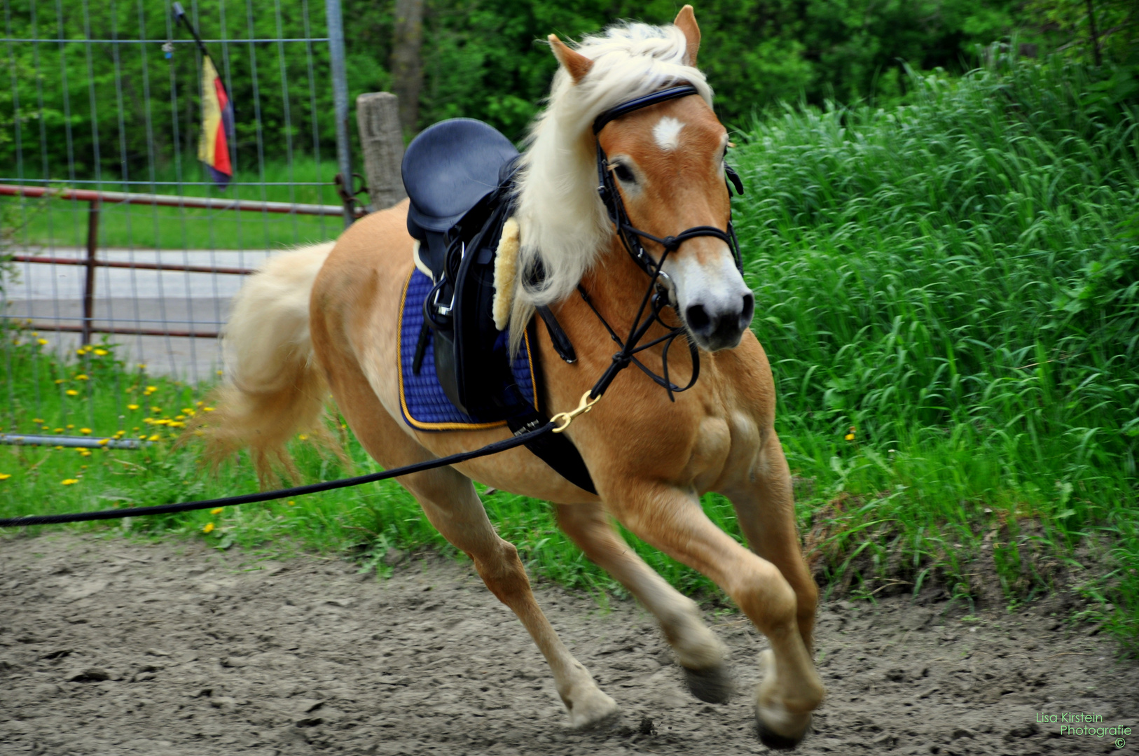 Belmondo im Galopp