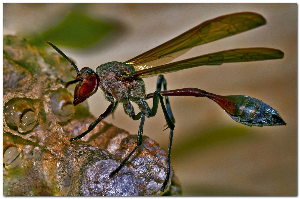 Belonogaster dubia