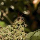 Belonogaster lateritia, eine "paper wasp" aus Südafrika, ...